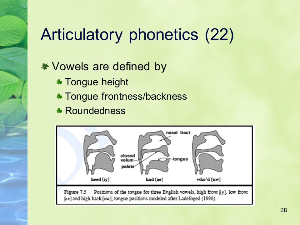 Articulatory phonetics
